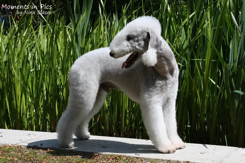 2010-05-23 Airis Blue Volshebny Svet (2)_1500x1000.jpg